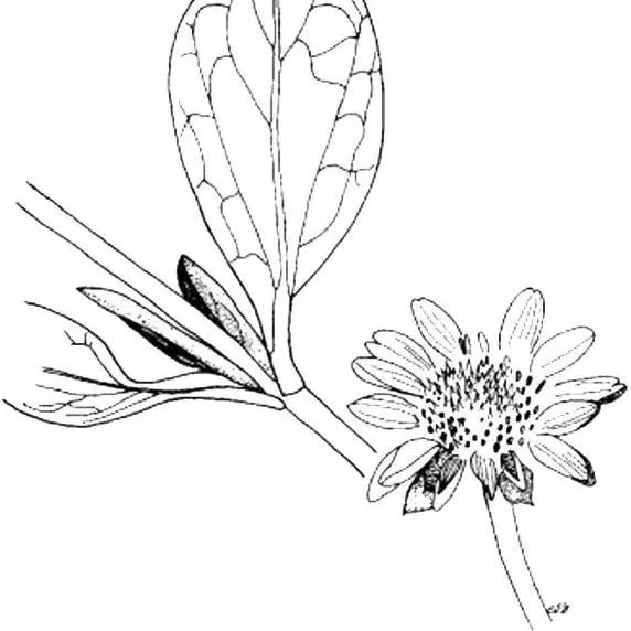 thumbnail for publication: Borrichia arborescens Silver Sea Oxeye, Tall Sea Oxeye